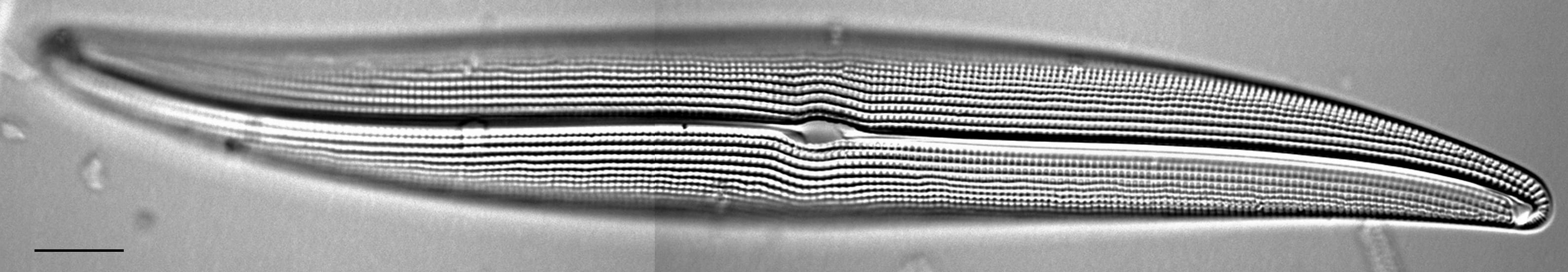 Gyrosigma attenuatum LM2