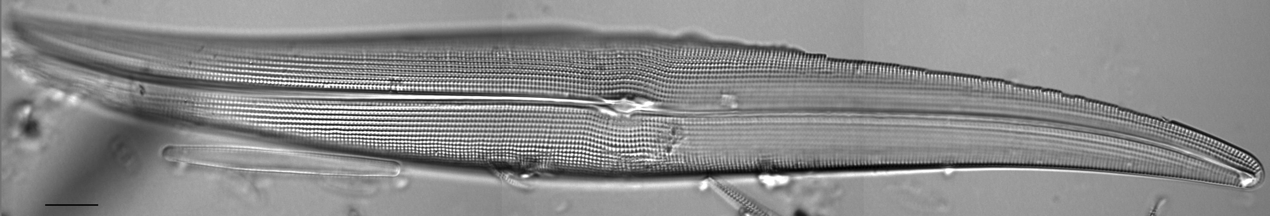 Gyrosigma attenuatum LM4