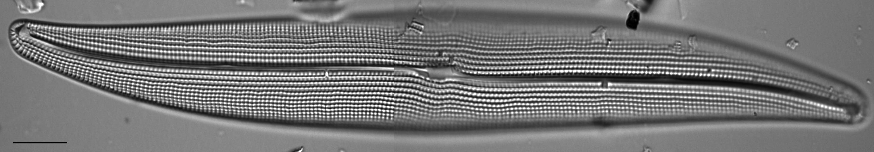 Gyrosigma attenuatum LM6