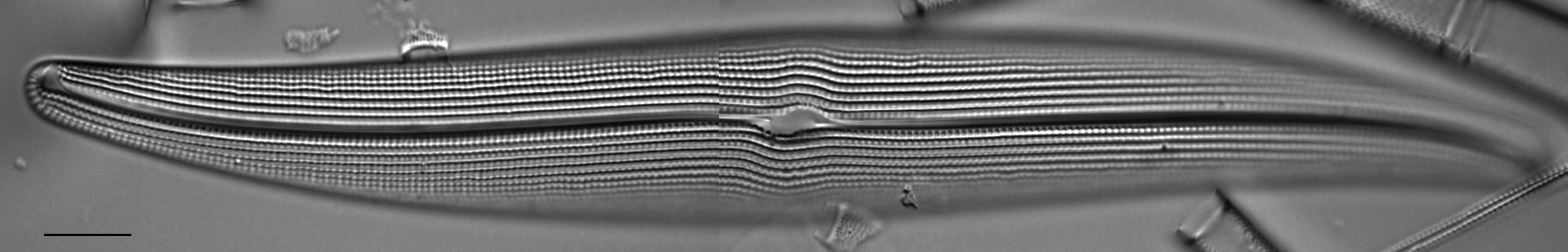 Gyrosigma attenuatum LM8