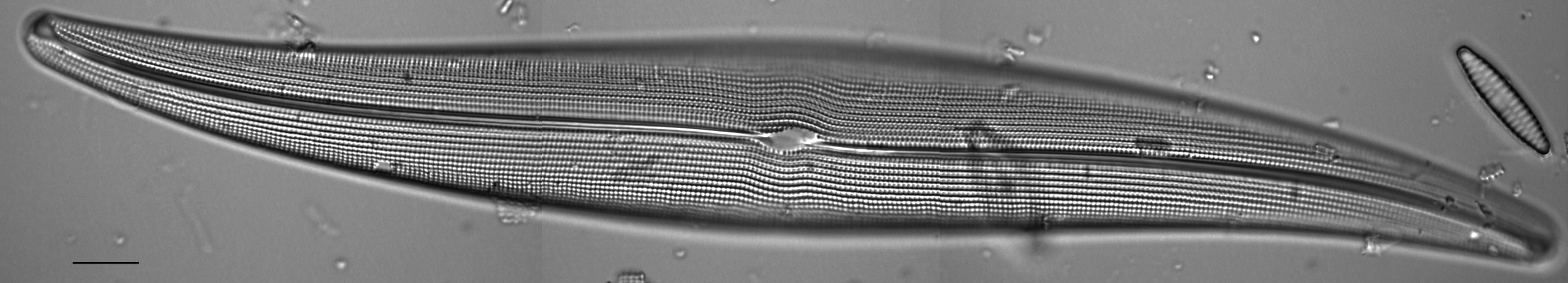 Gyrosigma attenuatum LM10