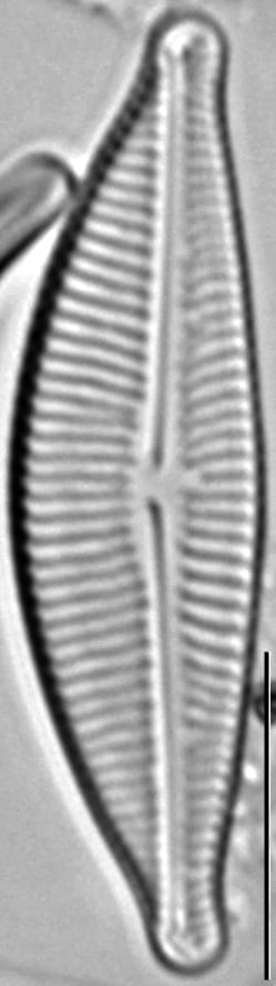 Encyonema hamsherae LM3