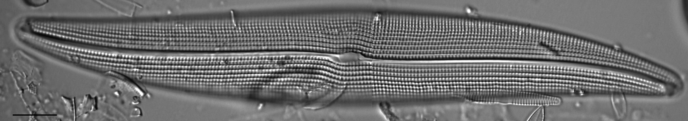 Gyrosigma attenuatum LM12