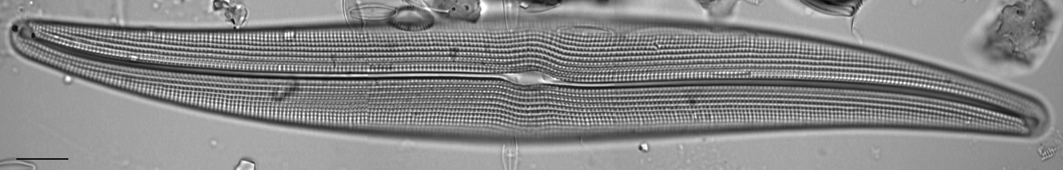 Gyrosigma attenuatum LM14