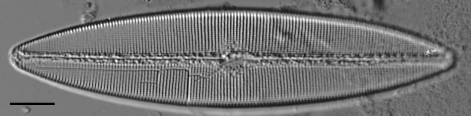 Craticula coloradensis LM1