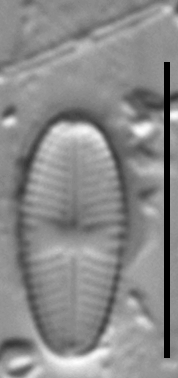 Sellaphora nigri LM1
