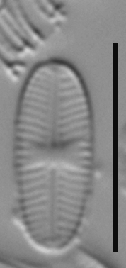 Sellaphora nigri LM3