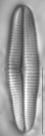 Achnanthidium rivulare LM4