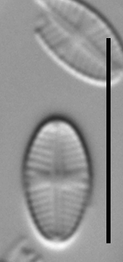 Sellaphora nigri LM4
