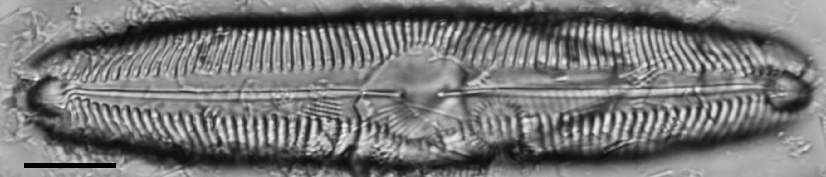 Pinnularia decrescens LM6