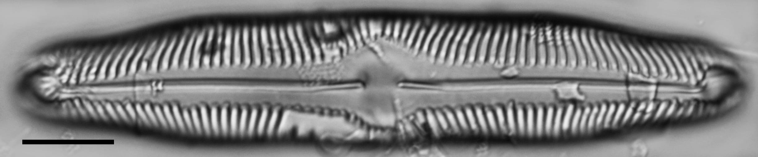 Pinnularia decrescens LM7
