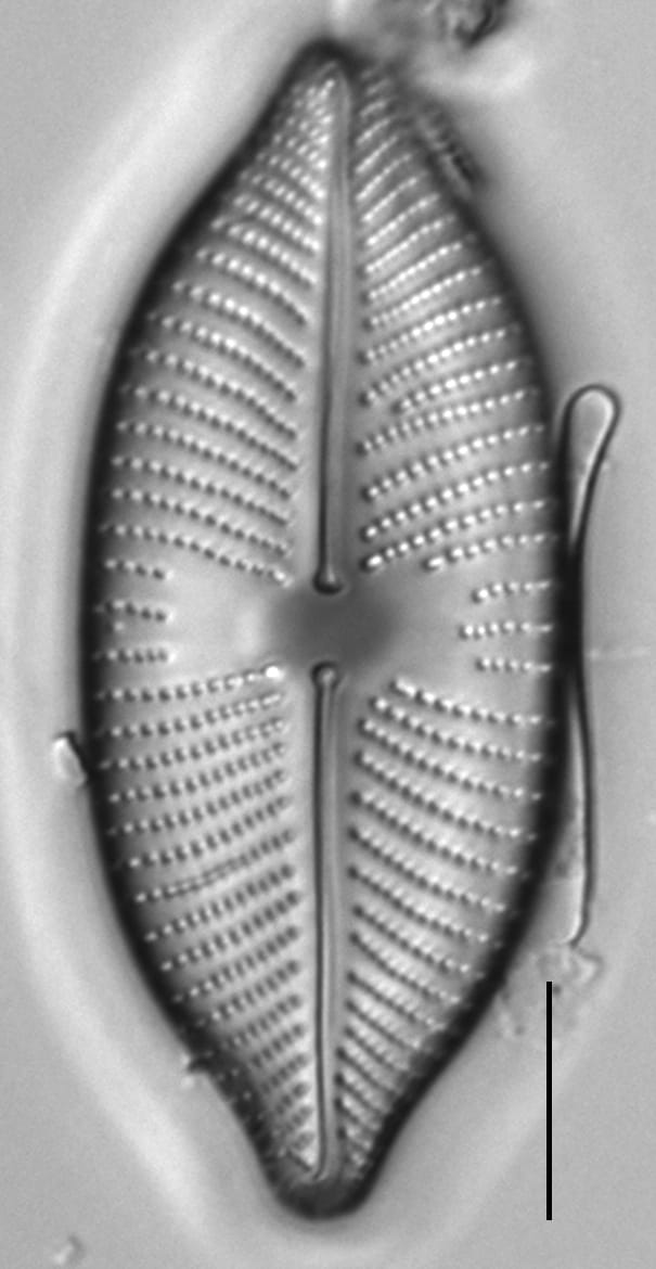 Placoneis amphibola LM5