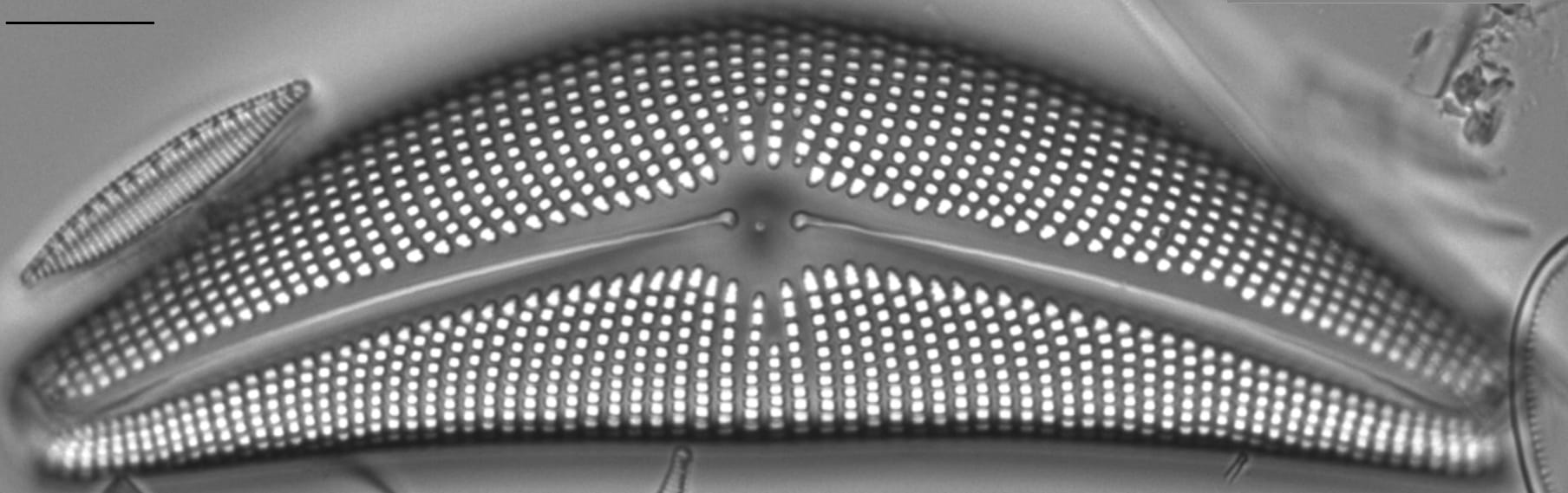 Cymbella mexicana LM2