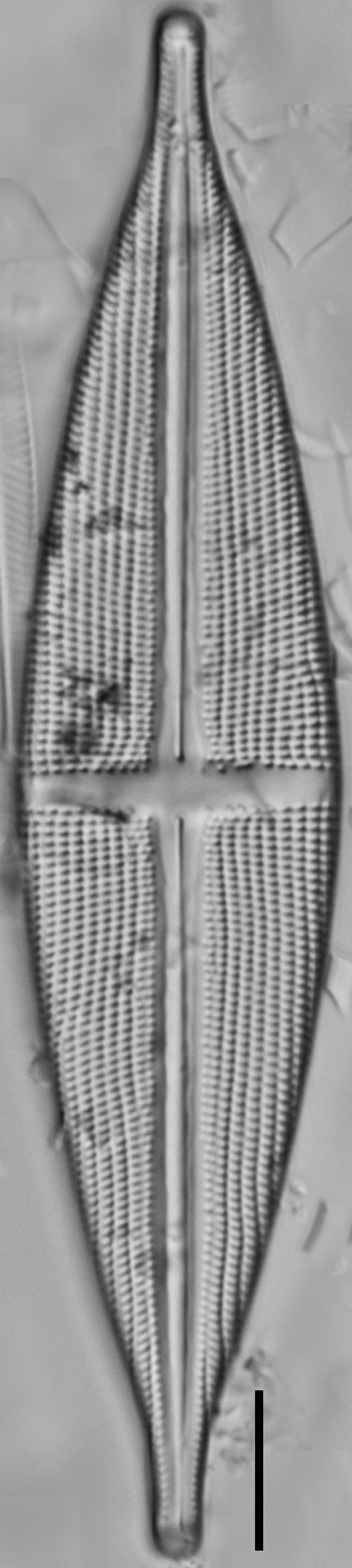 112891b Stodderi 10 edited