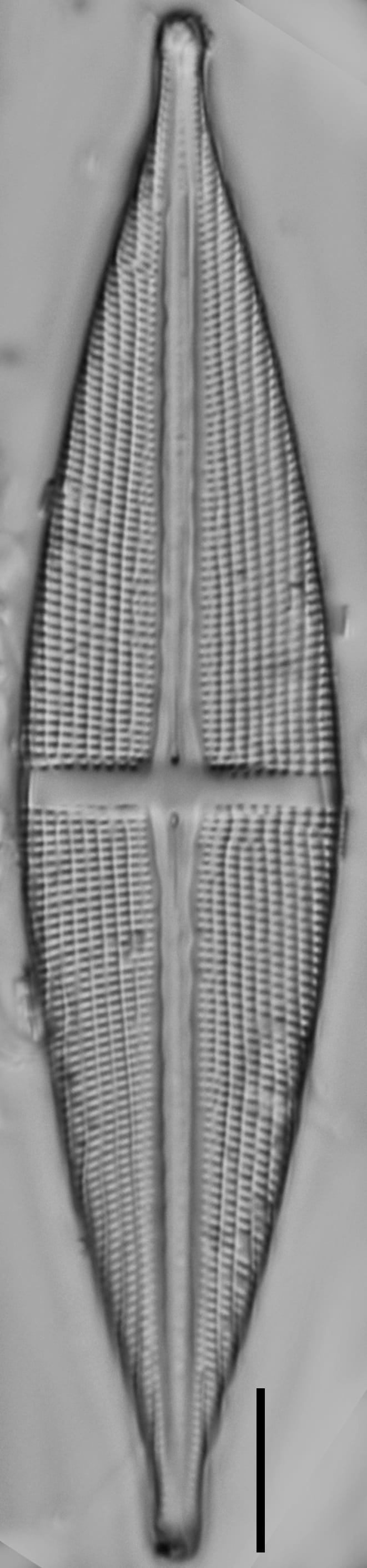 112891b Stodderi 2 edited