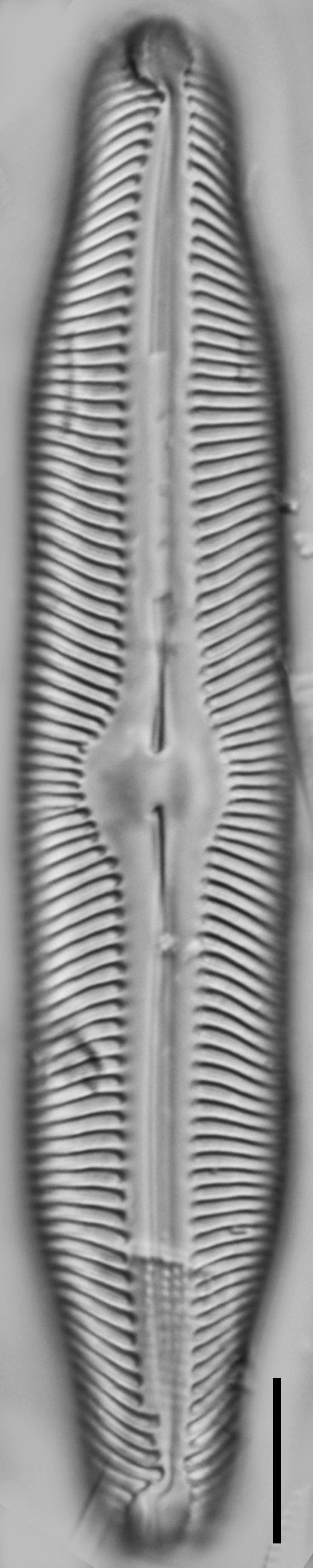 Pinnularia decrescens LM5