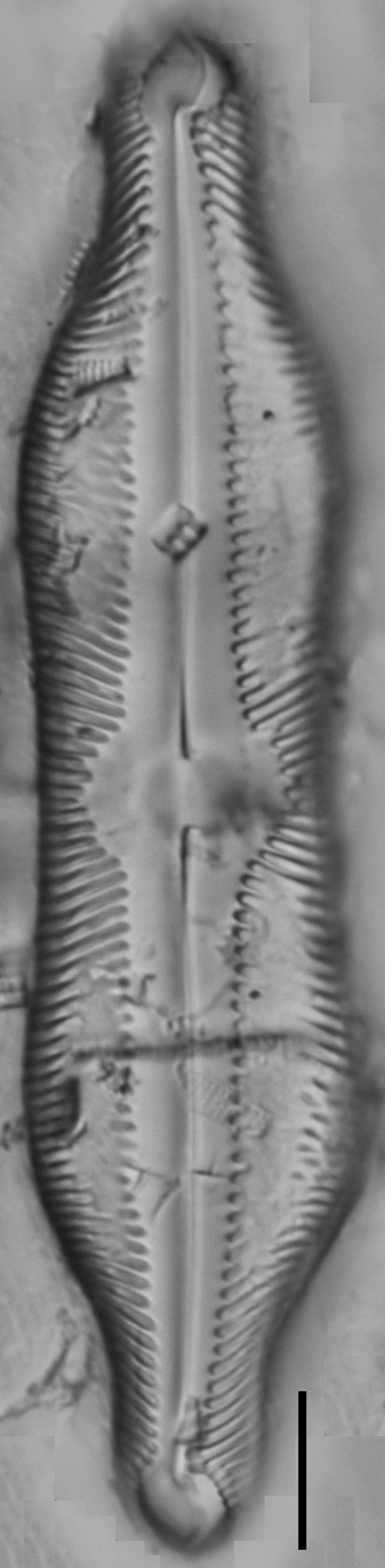 Pinnularia undula var. major LM1