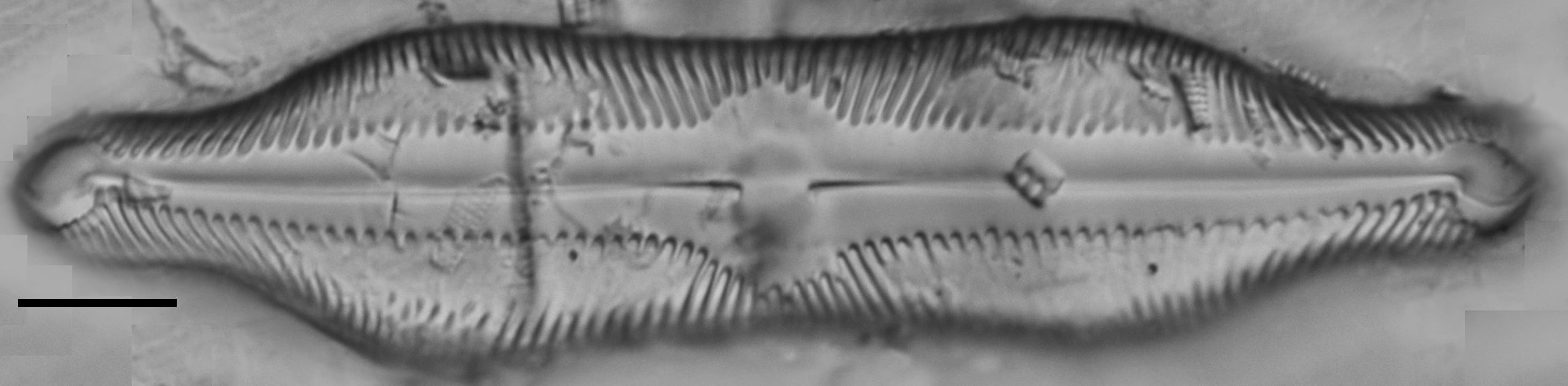 Pinnularia undula var. major LM1