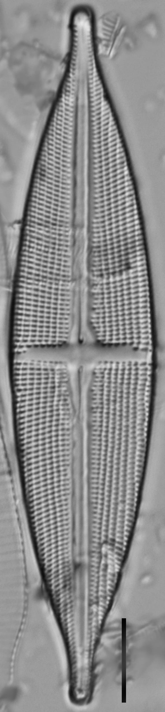 112902b Stodderi 5 edited