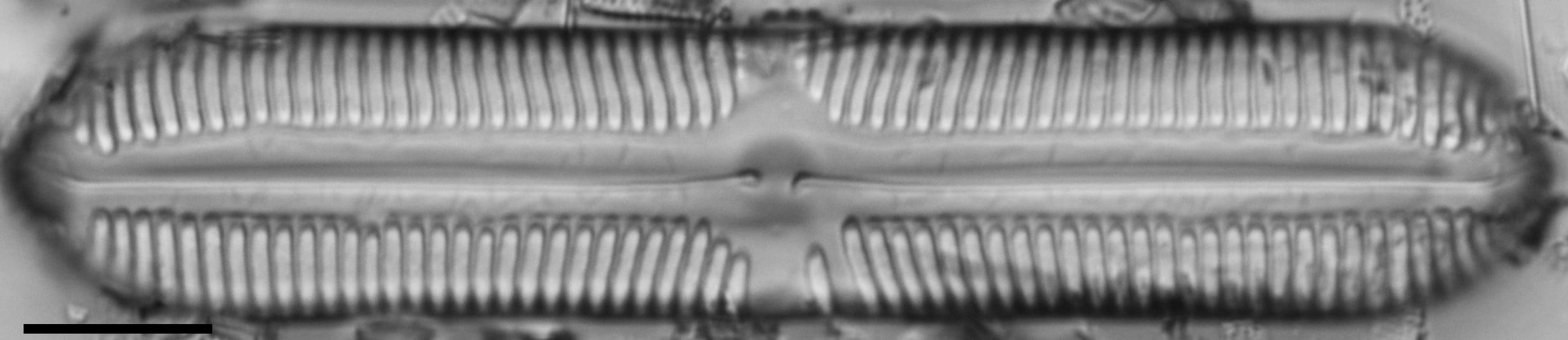 112902b cardinaliculus 2 edited