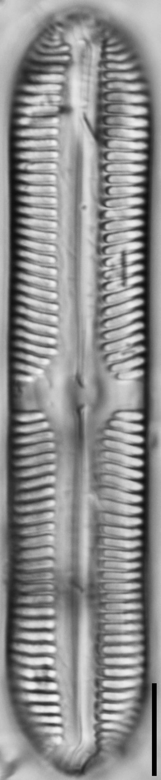 112902b cardinaliculus 4 edited