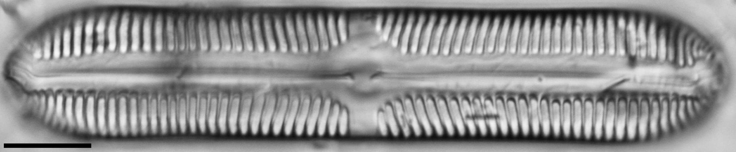 112902b cardinaliculus 4 edited