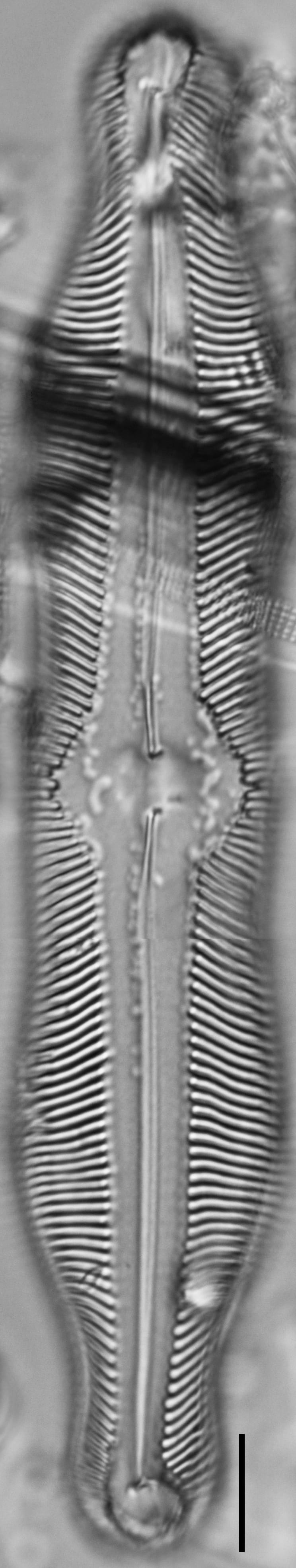 Pinnularia undula var. major LM3