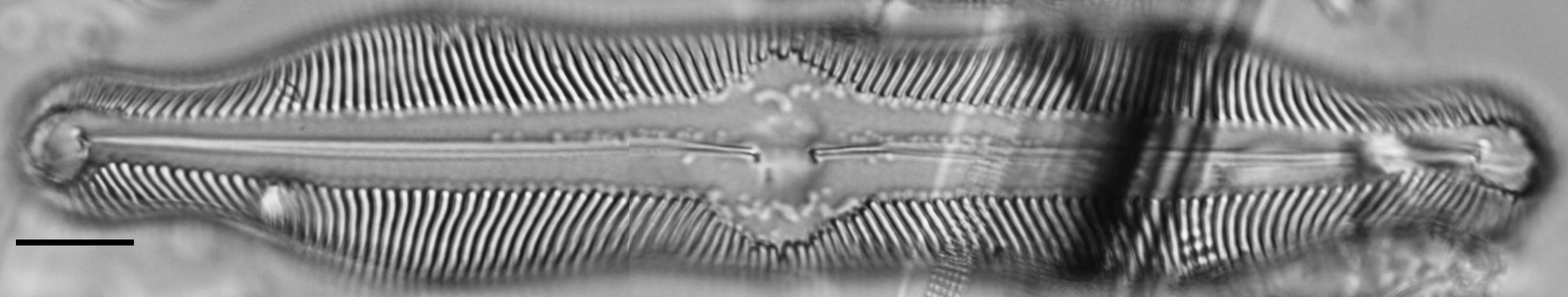 Pinnularia undula var. major LM3