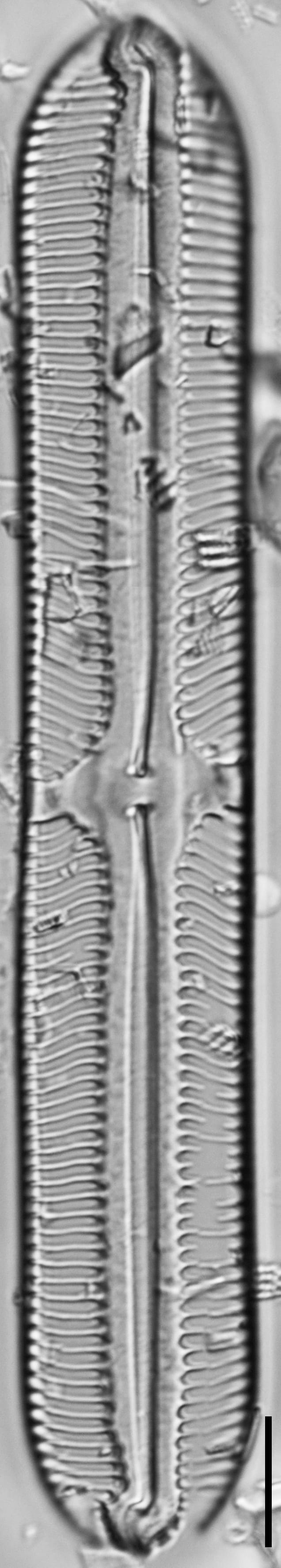 112906b cardinaliculus 7 edited