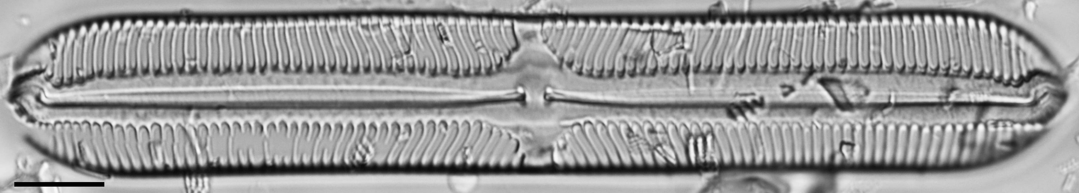 112906b cardinaliculus 7 edited