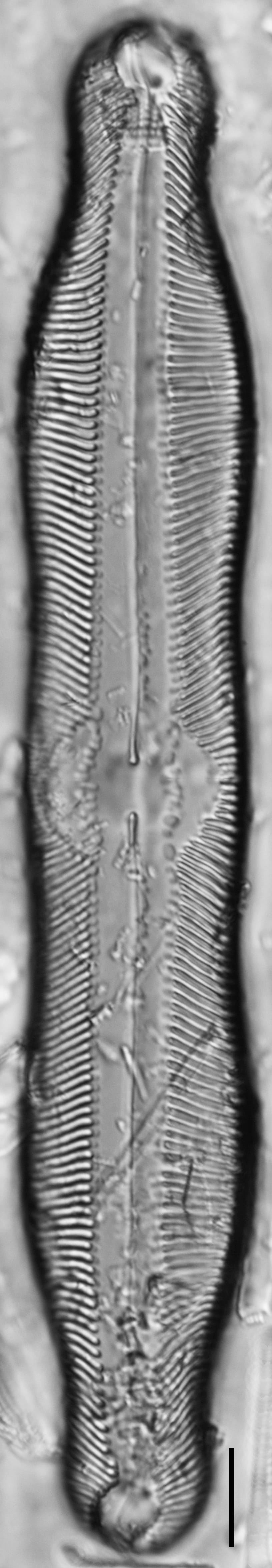 Pinnularia undula var. major LM4