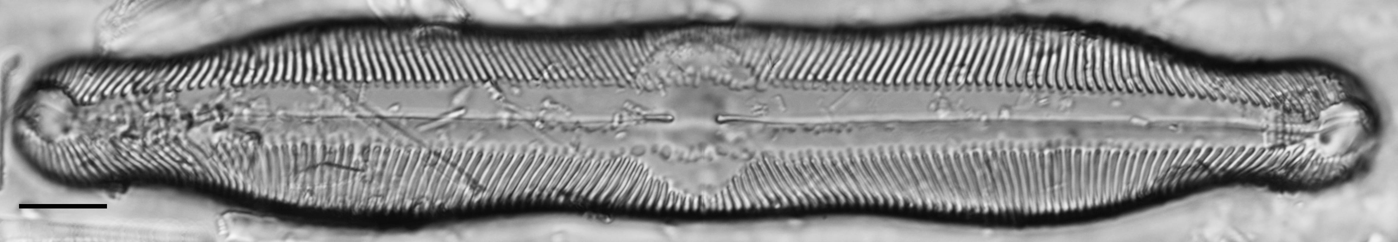 Pinnularia undula var. major LM4