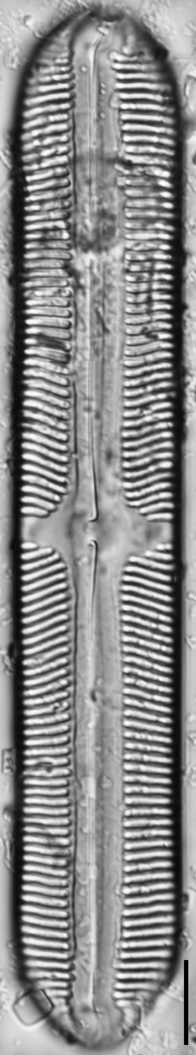 112909b cardinaliculus 4 edited