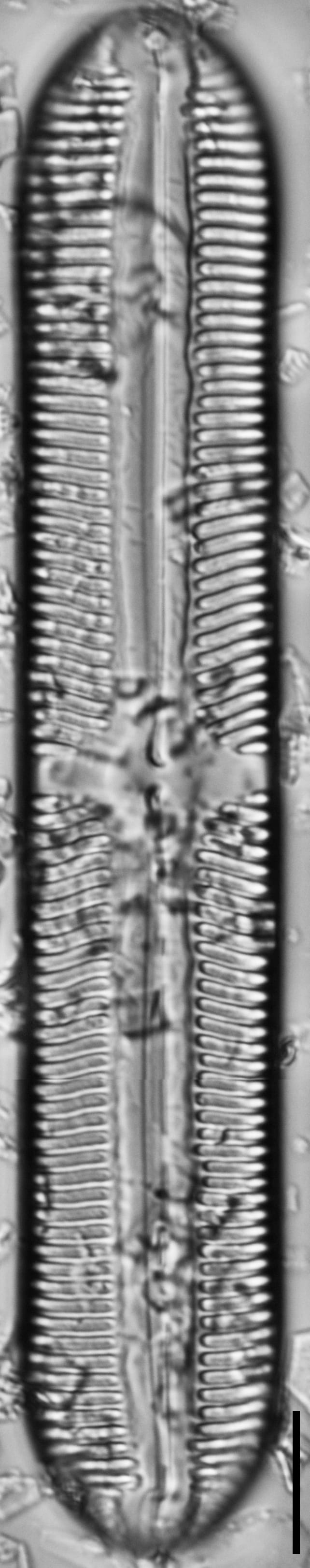 112909b cardinaliculus 6 edited