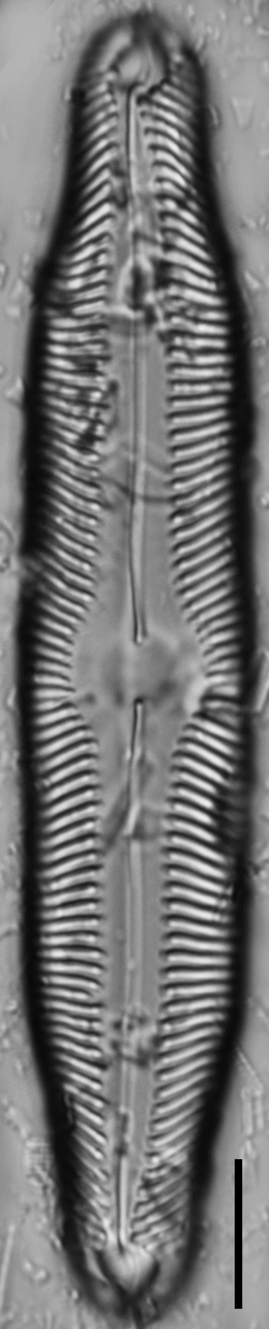 Pinnularia decrescens LM4