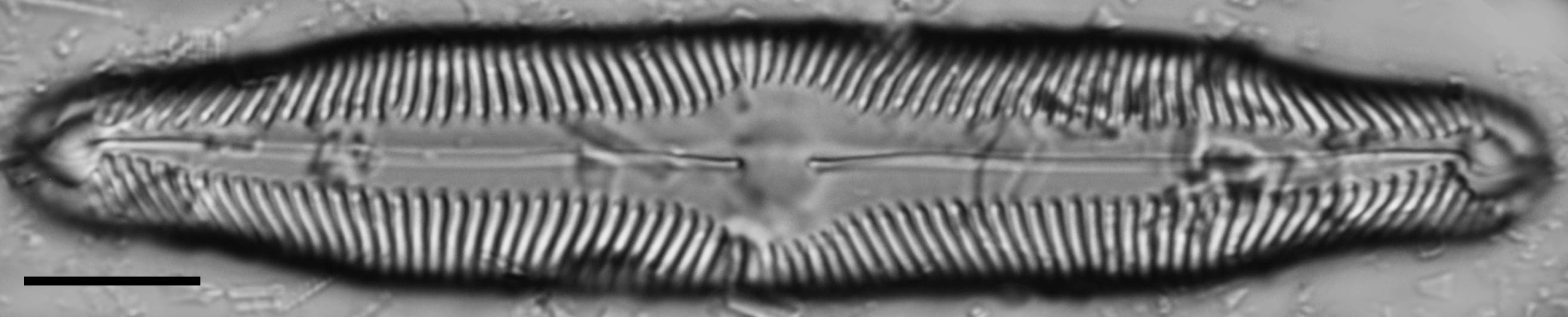 Pinnularia decrescens LM4