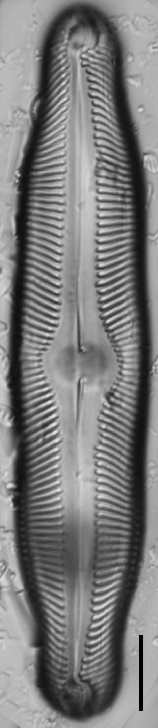 Pinnularia decrescens LM3