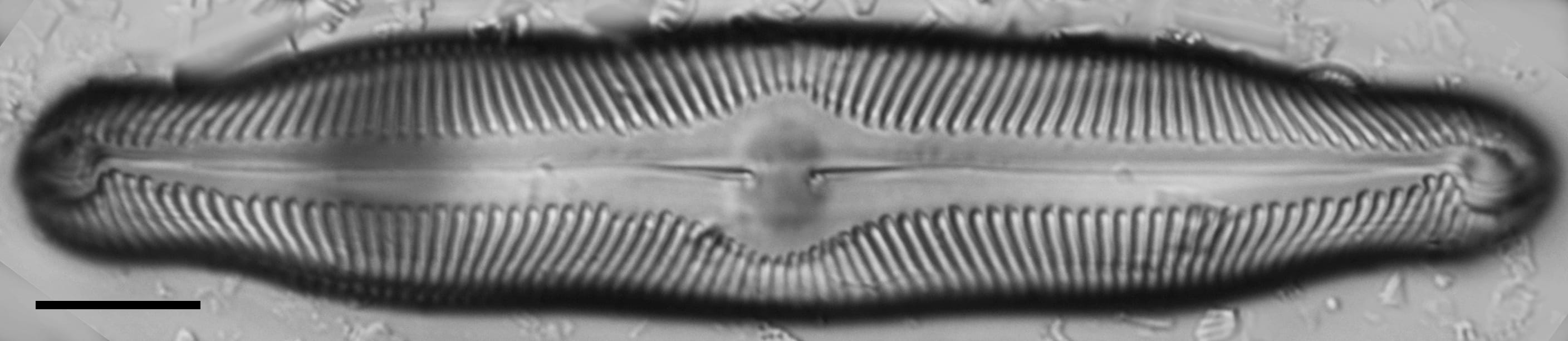 Pinnularia decrescens LM3