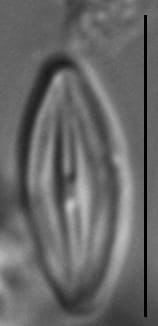 Microcostatus krasskei LM6