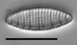 Nitzschia semirobusta LM1