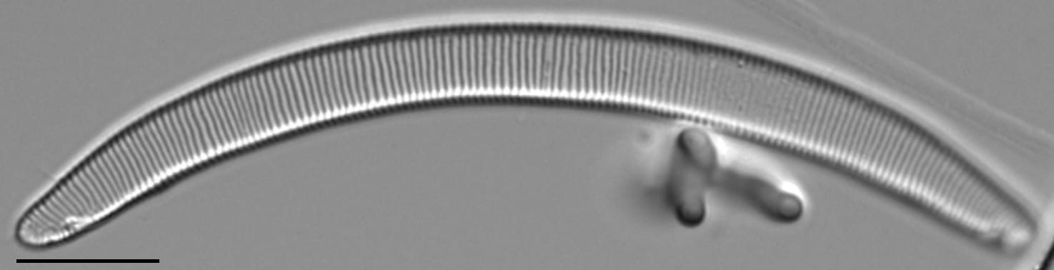 Eunotia charliereimeri LM2