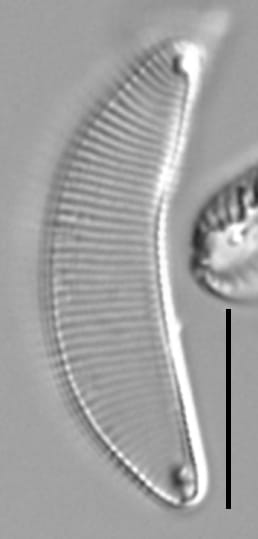 Eunotia charliereimeri LM3