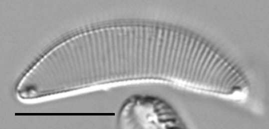 Eunotia charliereimeri LM3