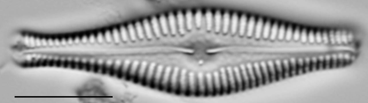 Gomphonema manubrium LM1