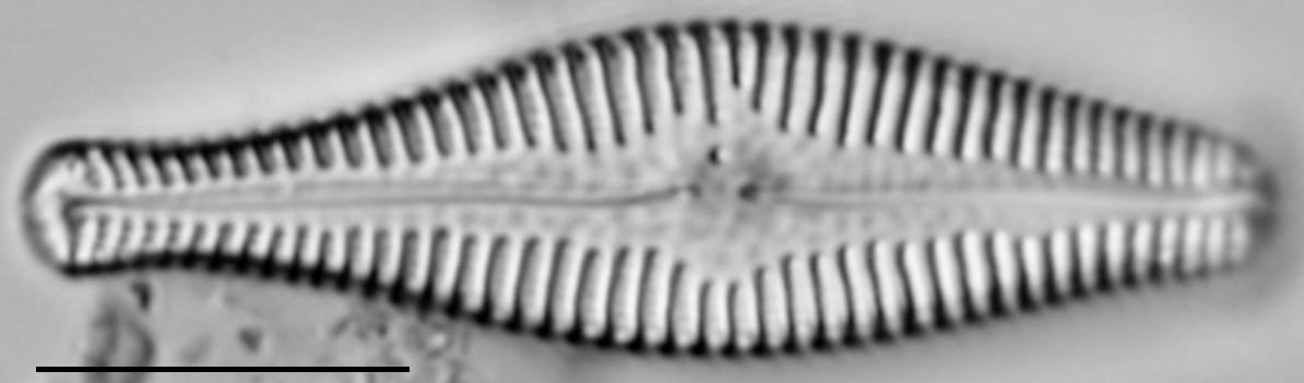 Gomphonema manubrium LM3