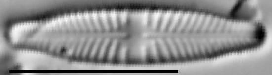 Stauroneis thermicola LM4