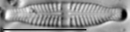 Stauroneis thermicola LM2