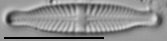 Stauroneis thermicola LM3