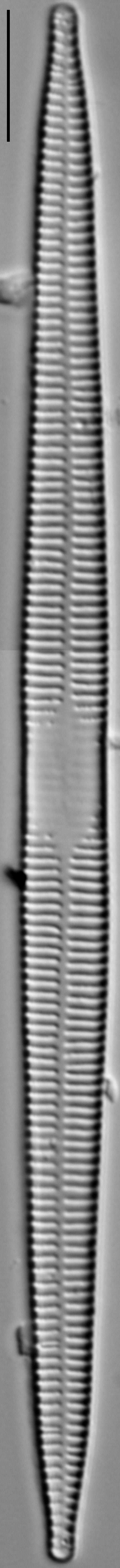 15558A 08132015 21 Cl