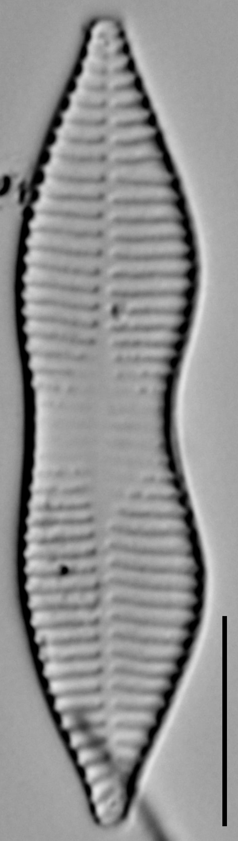 Gomphonema caperatum LM1